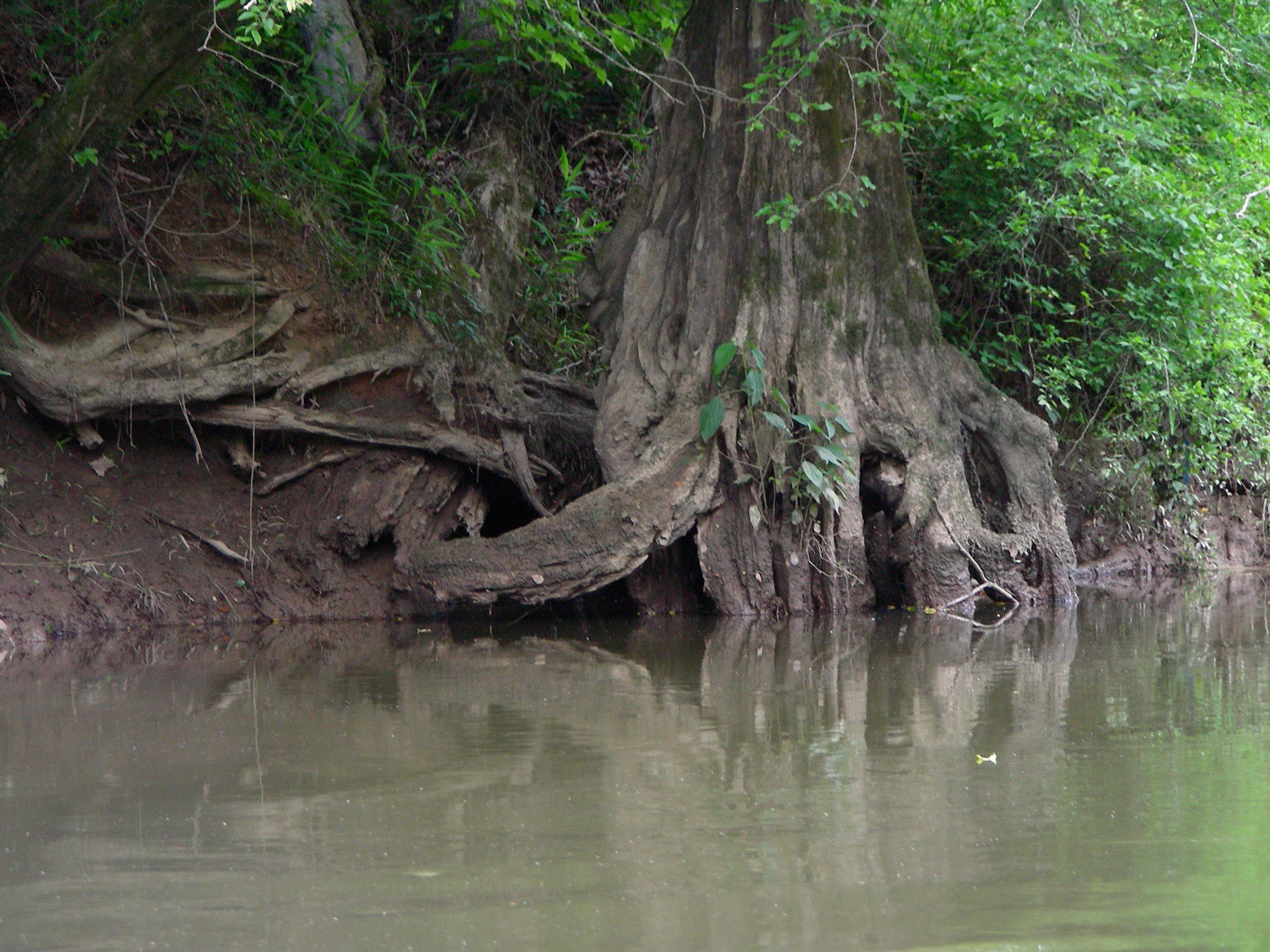 ./2012/Neuse River/DSCN8632.JPG
